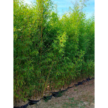 PHYLLOSTACHYS AUREA (Bambou doré)