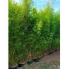 PHYLLOSTACHYS AUREA (Bambou doré)