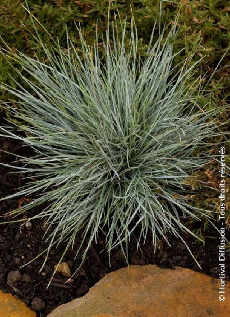 FESTUCA Glauca ELIJAH BLUE F tuque FESTUCA Glauca ELIJAH BLUE F tuque