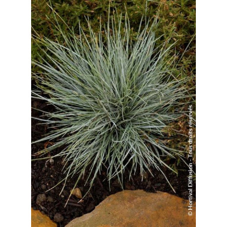 FESTUCA glauca ELIJAH BLUE (Fétuque)