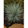 FESTUCA glauca ELIJAH BLUE (Fétuque)