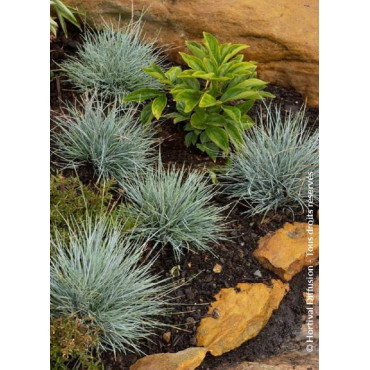 FESTUCA glauca ELIJAH BLUE (Fétuque)