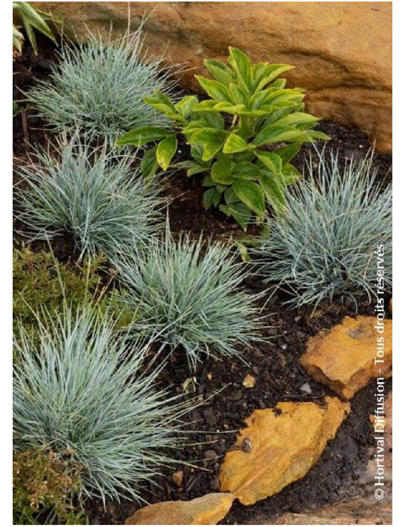 FESTUCA glauca ELIJAH BLUE (Fétuque)