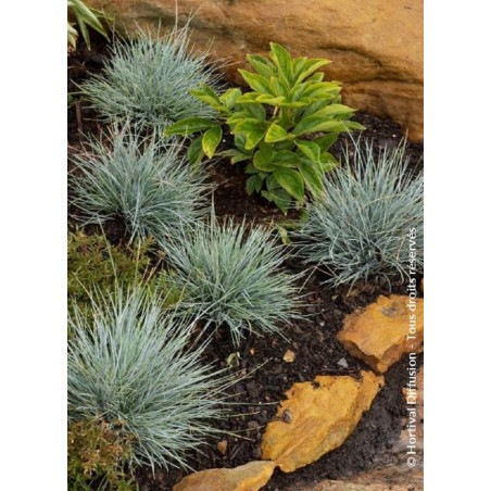 FESTUCA glauca ELIJAH BLUE (Fétuque)