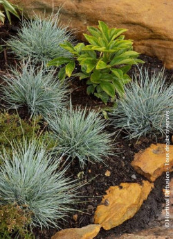 FESTUCA glauca ELIJAH BLUE