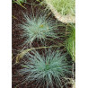 FESTUCA glauca ELIJAH BLUE (Fétuque)