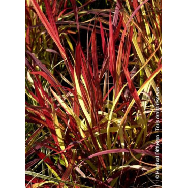 IMPERATA cylindrica RED BARON (Hherbe sanglante Red Baron)