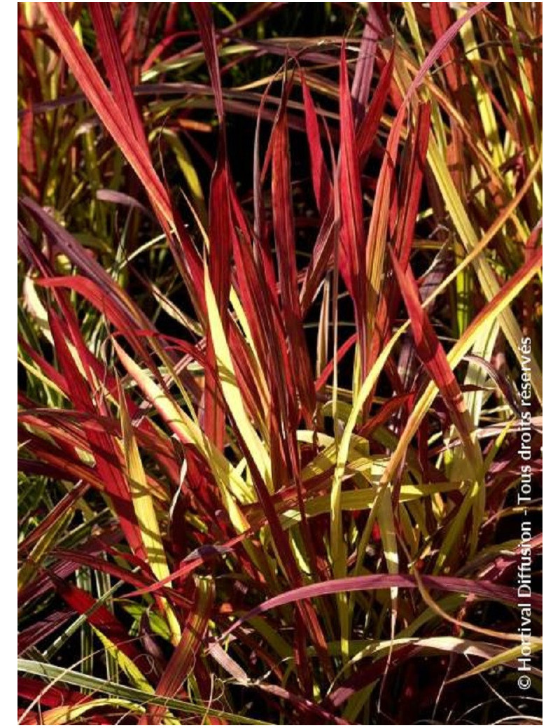 IMPERATA cylindrica RED BARON (Hherbe sanglante Red Baron)