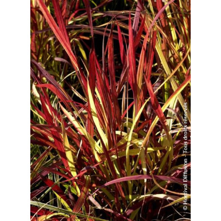 IMPERATA cylindrica RED BARON (Hherbe sanglante Red Baron)