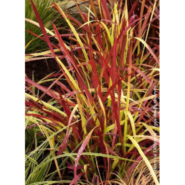 IMPERATA cylindrica RED BARON (Hherbe sanglante Red Baron)