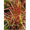 IMPERATA cylindrica RED BARON (Hherbe sanglante Red Baron)