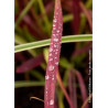 IMPERATA cylindrica RED BARON (Hherbe sanglante Red Baron)