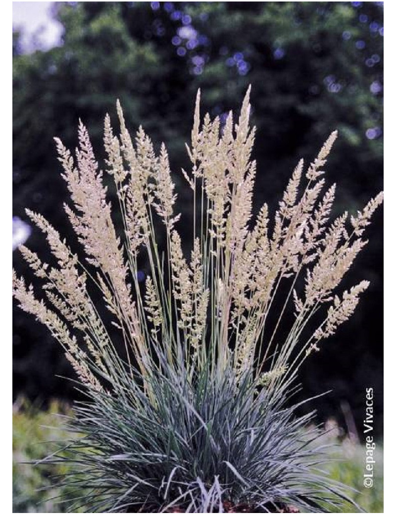 KOELERIA glauca (Koélérie bleue)