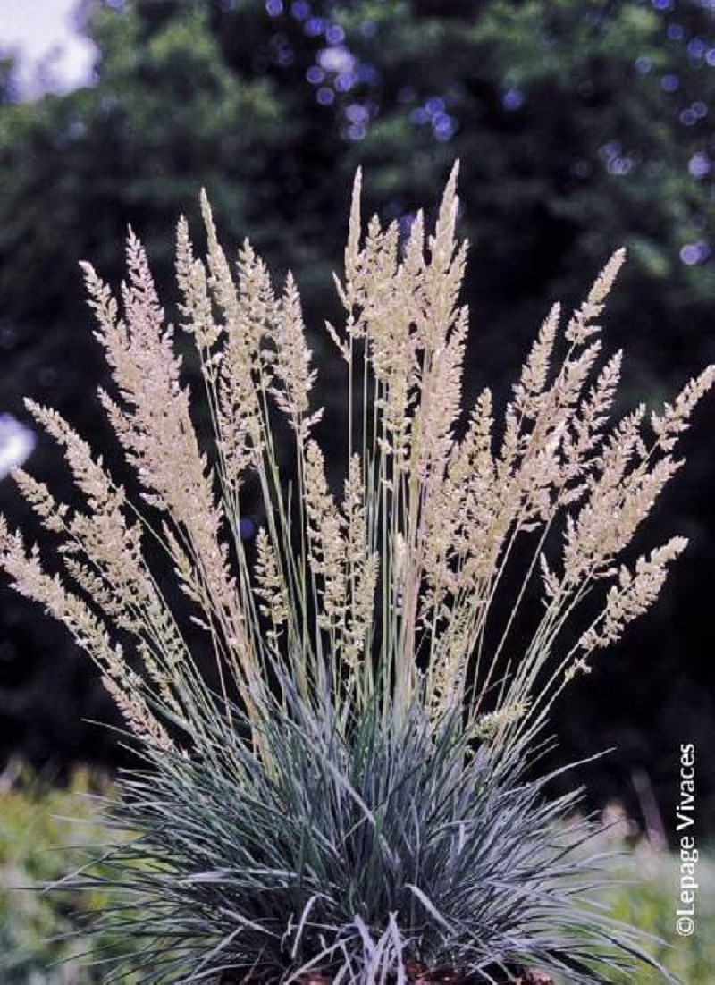 KOELERIA glauca