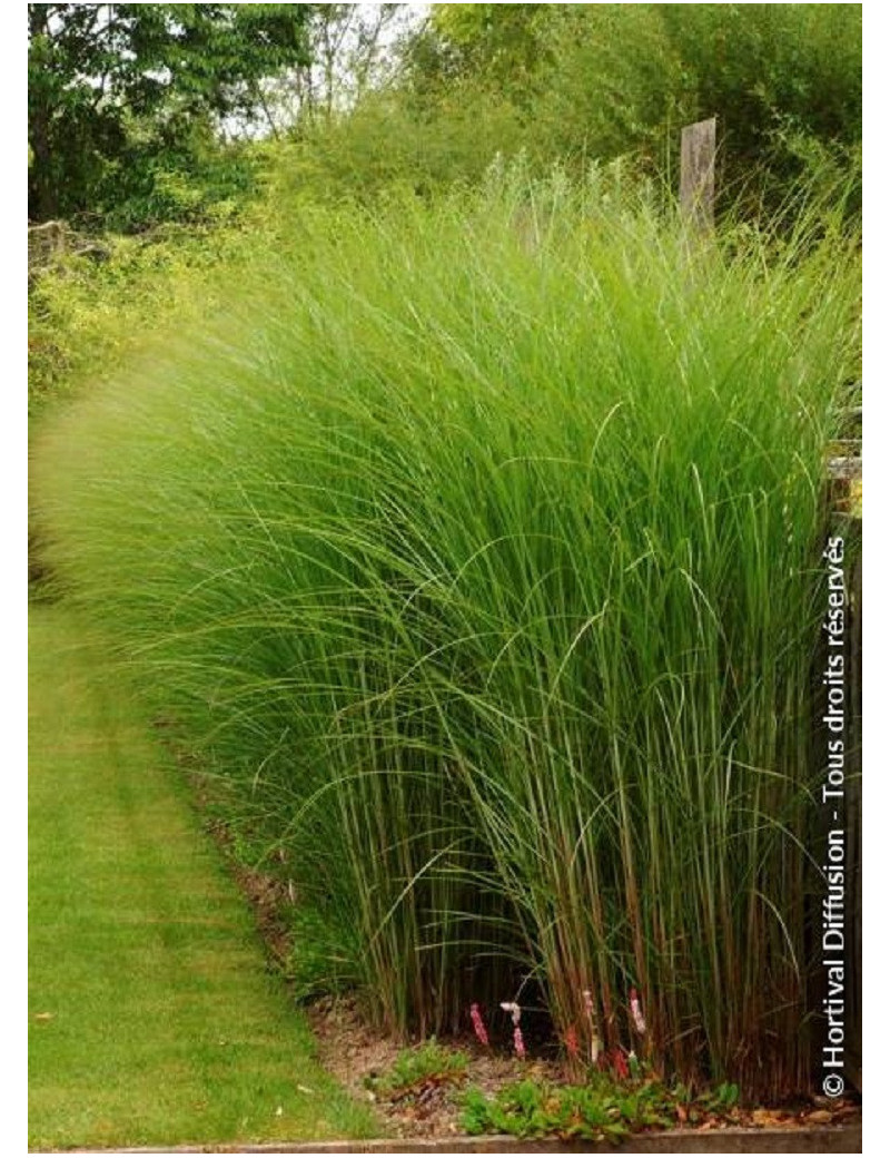 MISCANTHUS sinensis GRACILLIMUS (Roseau de Chine, herbe à éléphant, eulalie)