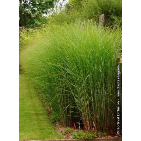 MISCANTHUS sinensis GRACILLIMUS (Roseau de Chine, herbe à éléphant, eulalie)