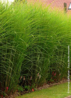 MISCANTHUS sinensis GRACILLIMUS