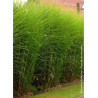 MISCANTHUS sinensis GRACILLIMUS (Roseau de Chine, herbe à éléphant, eulalie)