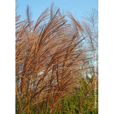 MISCANTHUS sinensis GRACILLIMUS (Roseau de Chine, herbe à éléphant, eulalie)