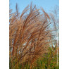 MISCANTHUS sinensis GRACILLIMUS (Roseau de Chine, herbe à éléphant, eulalie)