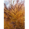 MISCANTHUS sinensis GRACILLIMUS (Roseau de Chine, herbe à éléphant, eulalie)