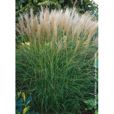 MISCANTHUS sinensis KLEINE SILBERSPINNE (Roseau de Chine, herbe à éléphant, eulalie)