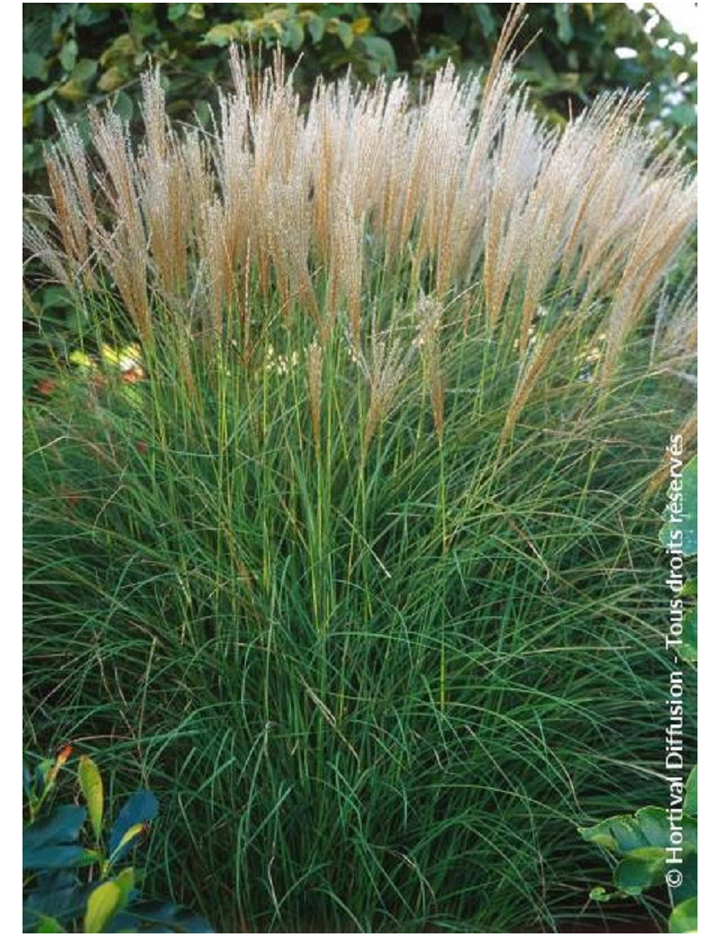 MISCANTHUS sinensis KLEINE SILBERSPINNE (Roseau de Chine, herbe à éléphant, eulalie)