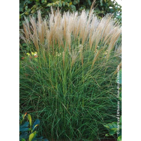 MISCANTHUS sinensis KLEINE SILBERSPINNE (Roseau de Chine, herbe à éléphant, eulalie)