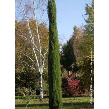 CUPRESSUS sempervirens TOTEM (Cyprès d'Italie Totem)