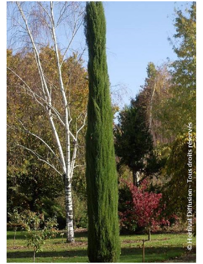 CUPRESSUS sempervirens TOTEM (Cyprès d'Italie Totem)