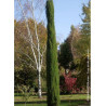 CUPRESSUS sempervirens TOTEM (Cyprès d'Italie Totem)