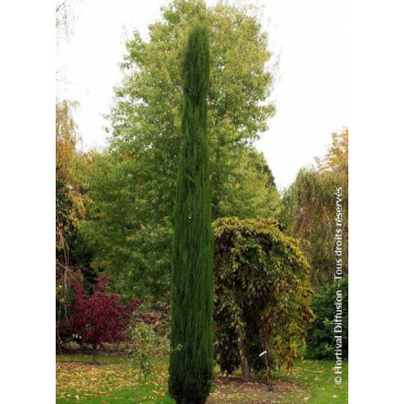 CUPRESSUS sempervirens TOTEM (Cyprès d'Italie Totem)