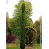 CUPRESSUS sempervirens TOTEM (Cyprès d'Italie Totem)