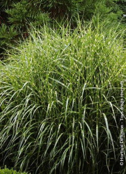 MISCANTHUS sinensis ZEBRINUS