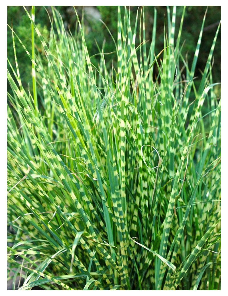 MISCANTHUS sinensis ZEBRINUS (Roseau de Chine, herbe à éléphant, eulalie)