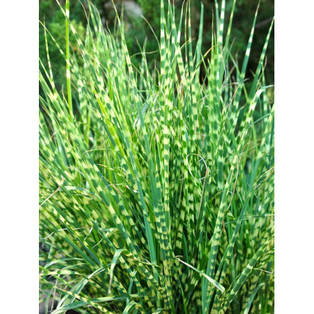 MISCANTHUS sinensis ZEBRINUS (Roseau de Chine, herbe à éléphant, eulalie)