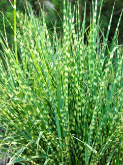 MISCANTHUS sinensis ZEBRINUS