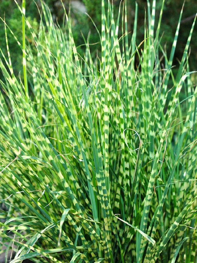 MISCANTHUS sinensis ZEBRINUS