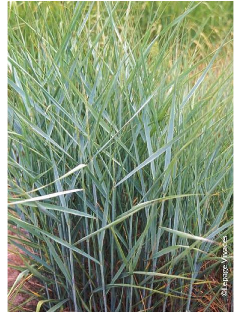 PANICUM virgatum PRAIRIE SKY (Panic érigé Prairie sky)