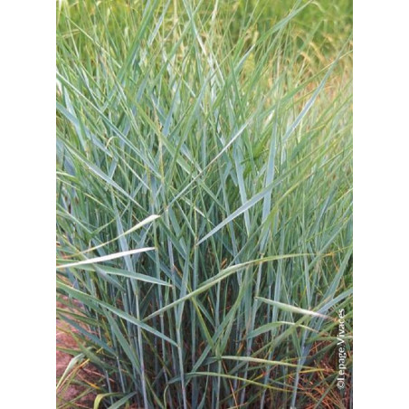 PANICUM virgatum PRAIRIE SKY (Panic érigé Prairie sky)