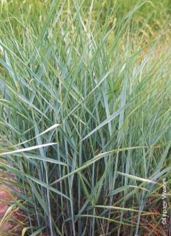 PANICUM virgatum PRAIRIE SKY