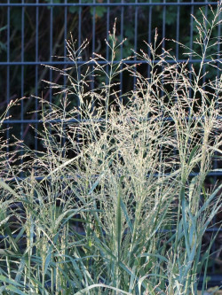PANICUM virgatum PRAIRIE SKY