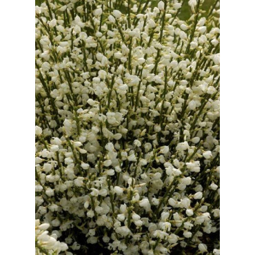 CYTISUS praecox ALBUS (Genêt)