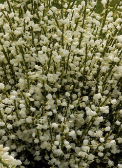 CYTISUS praecox ALBUS