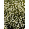 CYTISUS praecox ALBUS