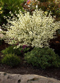 CYTISUS praecox ALBUS