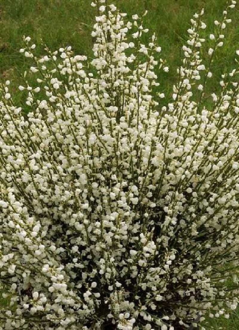CYTISUS praecox ALBUS