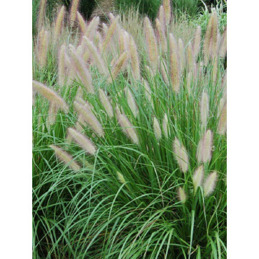 PENNISETUM alopecuroides (Herbe aux écouvillons)