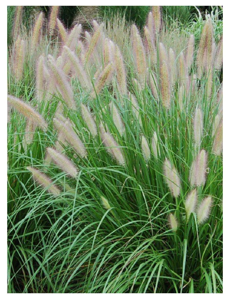 PENNISETUM alopecuroides (Herbe aux écouvillons)