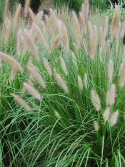 PENNISETUM alopecuroides